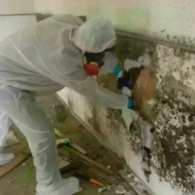 Mold Remediation and Removal in Steilacoom, WA